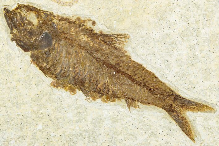 Detailed Fossil Fish (Knightia) - Wyoming #318489